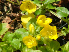 Lysimachia nummularia Penningkruid bestellen